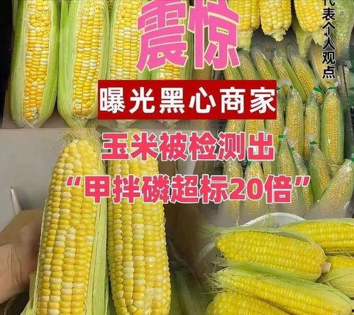 玉米最新爆料,揭秘玉米产业的最新动态与未来趋势  第1张